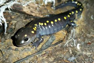 Yellow spotted salamander